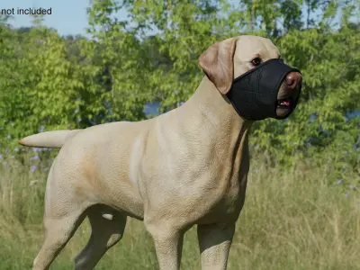 Labrador with Nylon Dog Muzzle 3D model