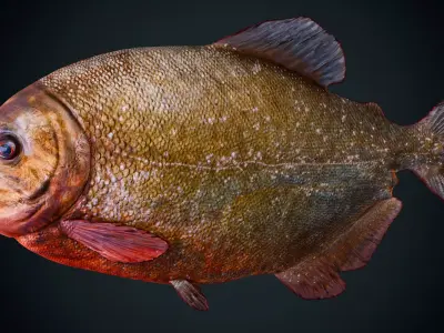 Piranha Low-poly 3D model