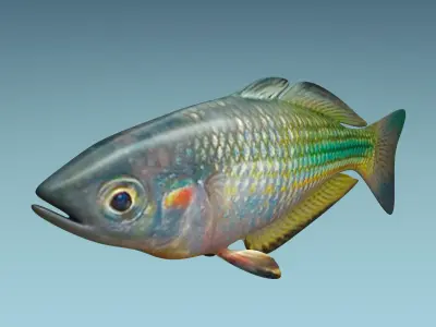Rainbow Fish 3D model