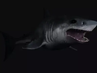 Great White Shark model Free 3D model