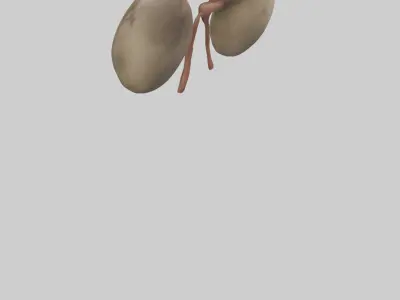 Sloth Kidneys 3D model