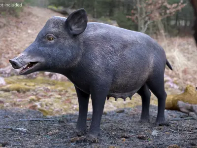  Wild Boar Female 