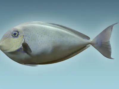 Pale Fish 2 3D model