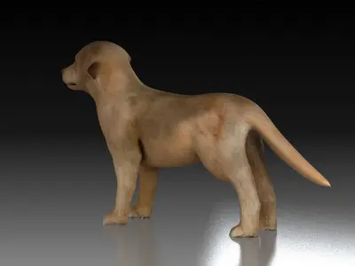 Golden Retriever tracking dog pet hunting dog house dog 3D model