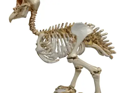 Realistic Bird Skeleton 3D Model Low-poly 3D model