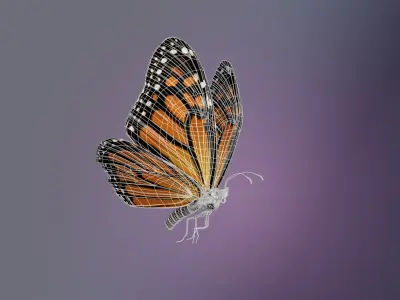 Butterfly Monarch 3D model get