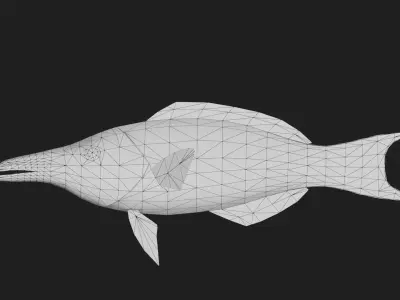 Wrasse Low-poly 3D model 12