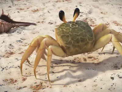  Ghost Crab Crustacean Beige Looking Pose Fur 