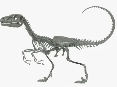 Velociraptor Rigged Skeleton Low-poly 3D model