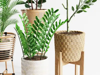 Indoor Plant Set 07 3D model