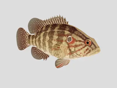 Fish Collection 01 Low-poly 3D model