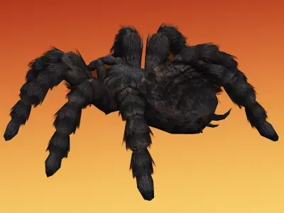 Spider Tarantula Low-poly 3D model purchase