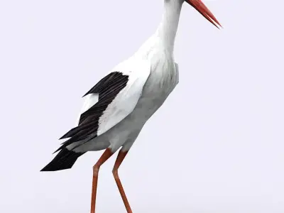3DRT - Stork Low-poly 3D model