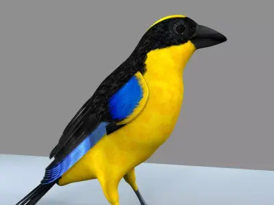 Blue winged mountain tanager close wings Rigged and Skinned 3D model