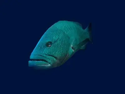 Bass Fish 3D model purchase