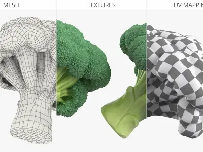 Whole Raw Broccoli Floret Green 3D model