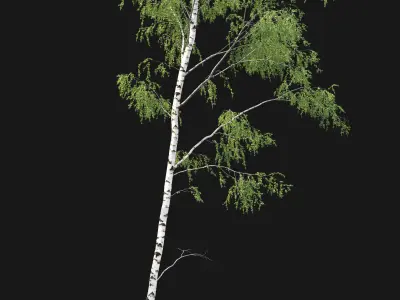 Birch forest part 07 3D model