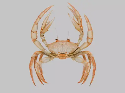Golden Crab 3D Model Low-poly 3D model
