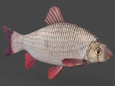Freshwater Fish 3D model buy