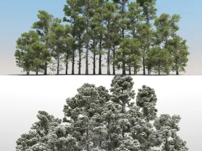 20 Pinus Nigra Trees with snow 