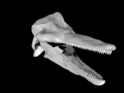 Dolphin skull Low-poly 3D model
