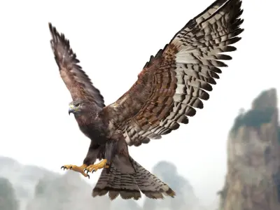 Hawk Fur Anatomy 3D model
