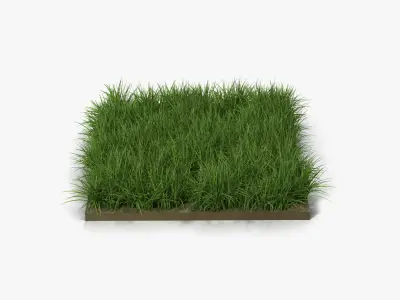  Grass Fields Collection 