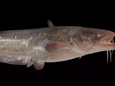 Fish Amur catfish Move 03 3D model