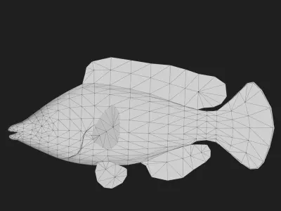 Wrasse Low-poly 3D model 13