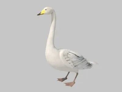 white swan 3D model