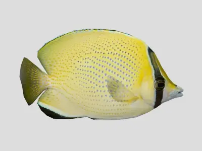 Speckled Butterflyfish Low-poly 3D model