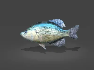 Crappie bluegill fish Low-poly 3D model