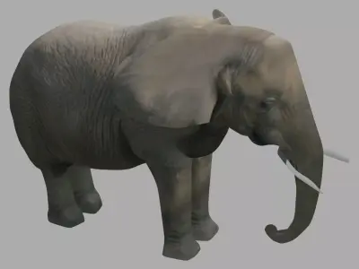Elephant OBJ Low-poly 3D model