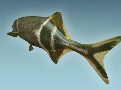Elepant Nose Fish 3D model