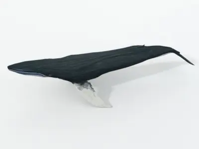 Fin Whale Low-poly 3D model