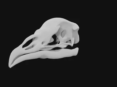 Peacock skull 3D model