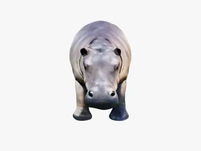 Hippopotamus Free 3D model purchase