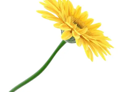  Gerbera 1 