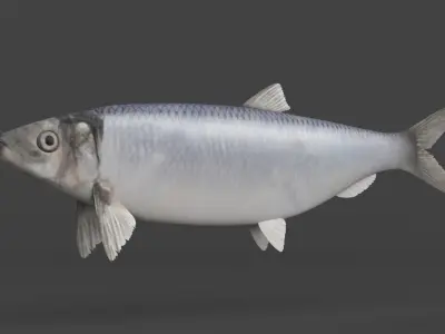 Fish Herring 3D model purchase
