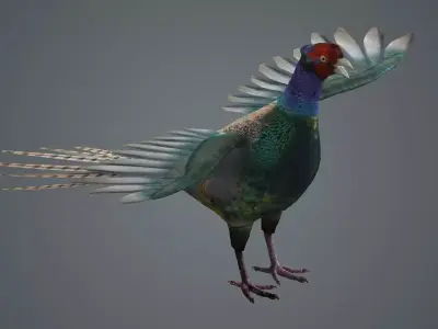 pheasant bird feathers feather birds animals  nature 3D model