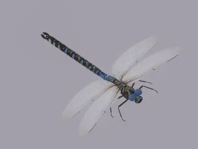 Dragonfly 3D model get