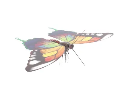 Butterfly 3D Model colorful 3D model