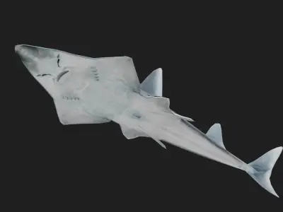 Skate Low-poly 3D model shop