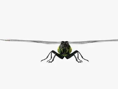 4K Dragon Fly Low-poly 3D model