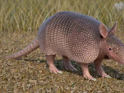 Armadillo Pink Rigged 3D model