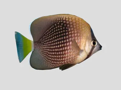 Tahitian butterflyfish Realistic Animated Low-poly 3D model