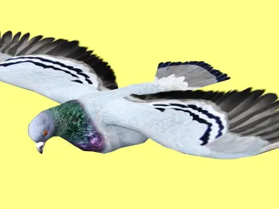 PIGEON ANIMATED Low-poly 3D model