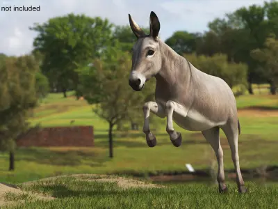  Mid-Jump Draft Donkey 