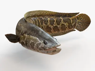 Snakehead fish Animated 3D model purchase