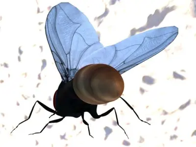 Housefly lowpoly 3d model and  3d print model Low-poly 3D model